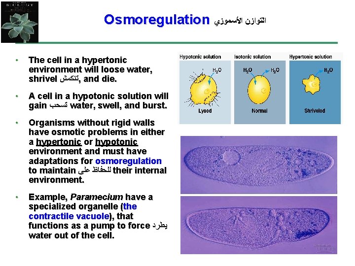 Osmoregulation ﺍﻟﺘﻮﺍﺯﻥ ﺍﻷﺴﻤﻮﺯﻱ • The cell in a hypertonic environment will loose water, shrivel