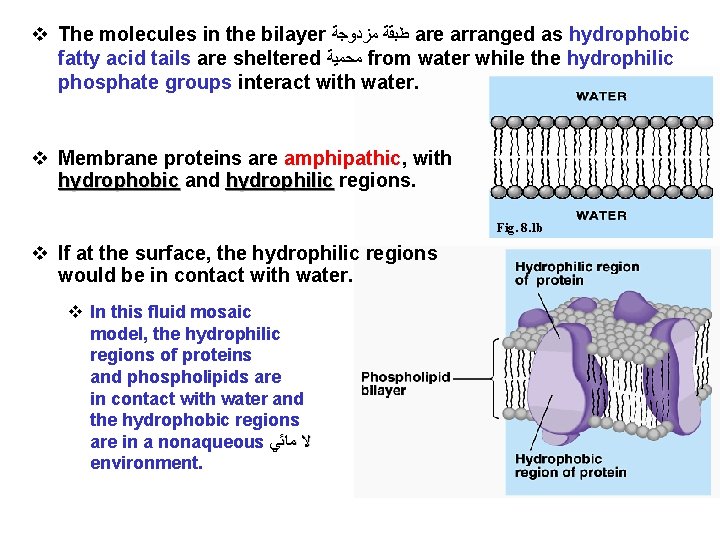 v The molecules in the bilayer ﻃﺒﻘﺔ ﻣﺰﺩﻭﺟﺔ are arranged as hydrophobic fatty acid