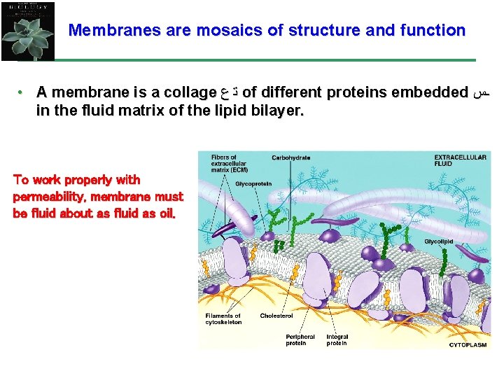 Membranes are mosaics of structure and function • A membrane is a collage ﺗ