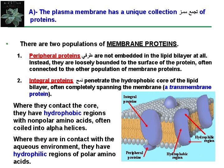 A)- The plasma membrane has a unique collection ﺗﺠﻤﻊ ﻣﻤـﺰ of proteins. • There