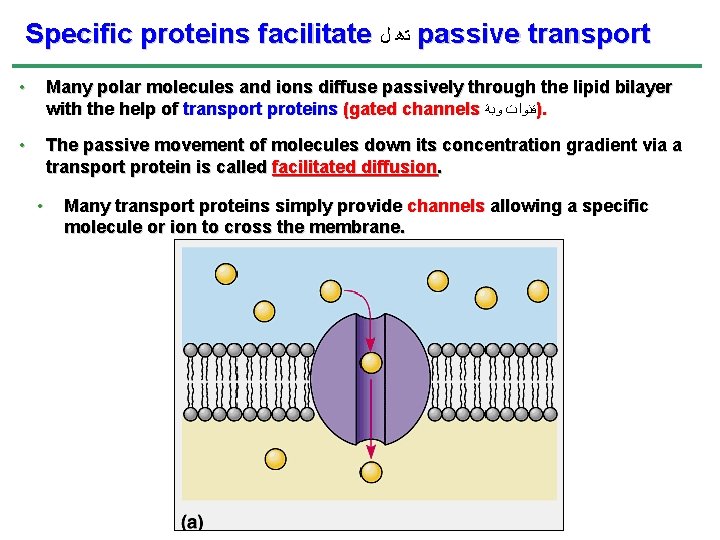 Specific proteins facilitate ﺗﻫ ﻝ passive transport • Many polar molecules and ions diffuse