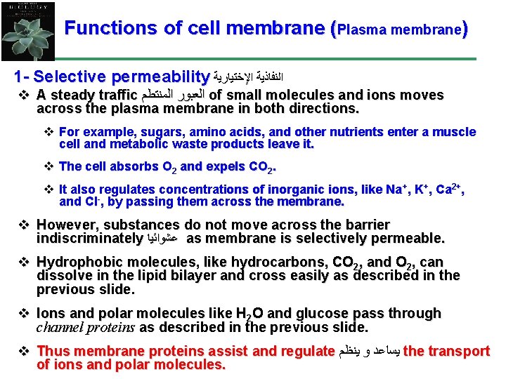 Functions of cell membrane (Plasma membrane) 1 - Selective permeability ﺍﻟﻨﻔﺎﺫﻳﺔ ﺍﻹﺧﺘﻴﺎﺭﻳﺔ v A
