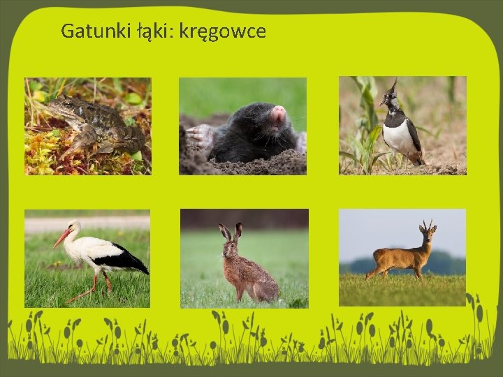 Bezkrgowce na ce Czyli Co w trawie piszczy