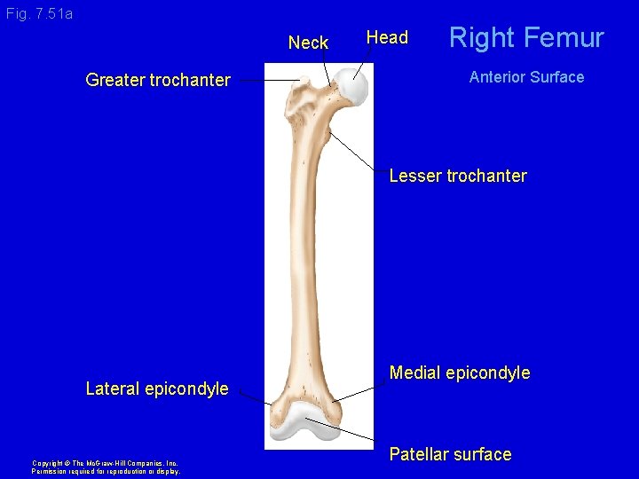 Fig. 7. 51 a Neck Greater trochanter Head Right Femur Anterior Surface Lesser trochanter