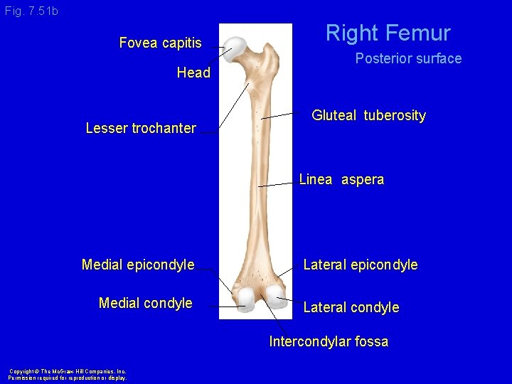 Fig. 7. 51 b Fovea capitis Head Lesser trochanter Right Femur Posterior surface Gluteal