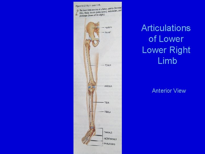 Articulations of Lower Right Limb Anterior View 