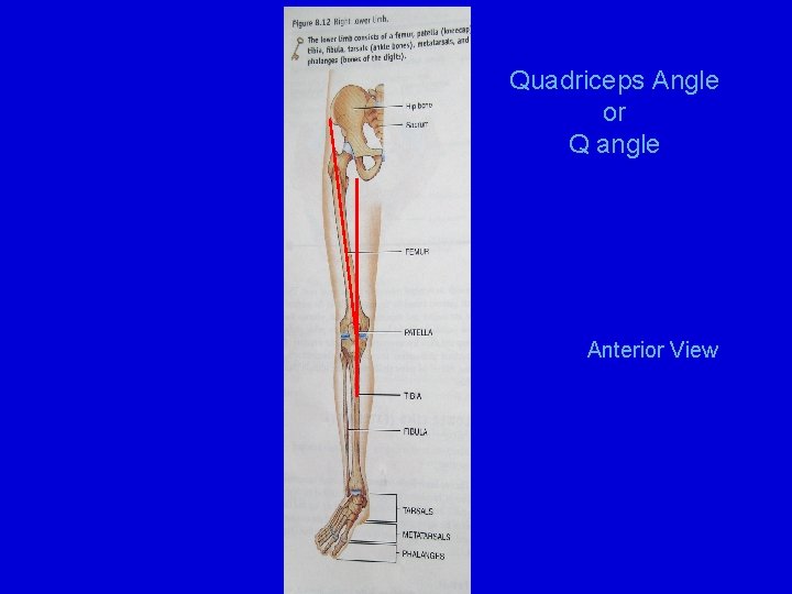 Quadriceps Angle or Q angle Anterior View 