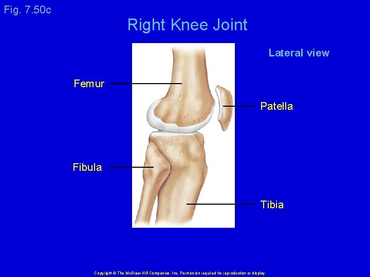 Fig. 7. 50 c Right Knee Joint Lateral view Femur Patella Fibula Tibia Copyright