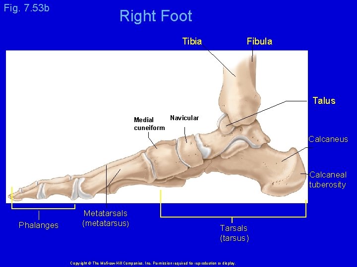 Fig. 7. 53 b Right Foot Tibia Fibula Talus Navicular Medial cuneiform Calcaneus Calcaneal