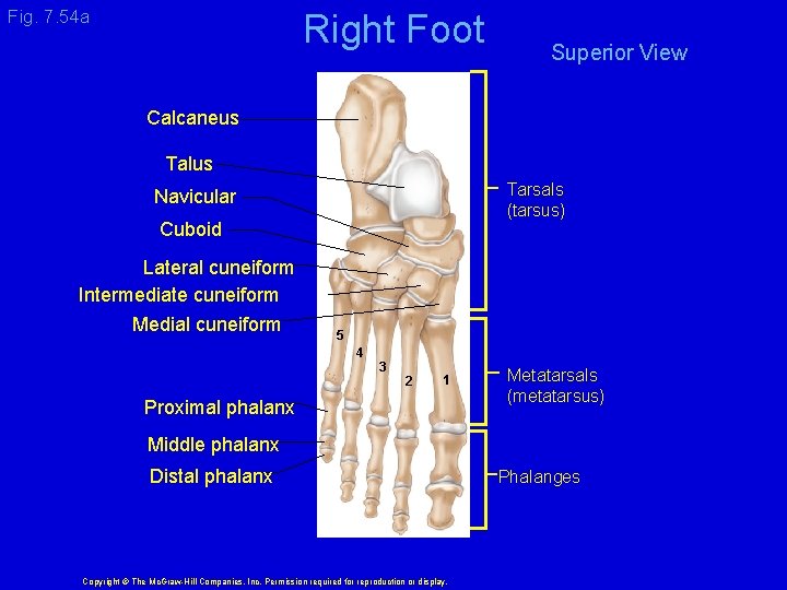 Fig. 7. 54 a Right Foot Superior View Calcaneus Talus Tarsals (tarsus) Navicular Cuboid