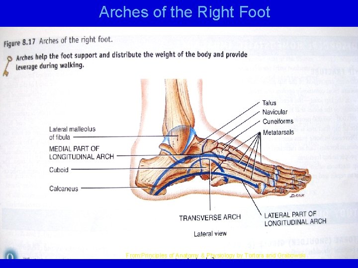 Arches of the Right Foot From: Principles of Anatomy & Physiology by Tortora and