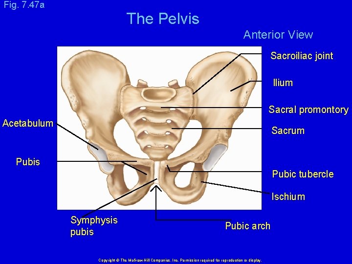 Fig. 7. 47 a The Pelvis Anterior View Sacroiliac joint Ilium Sacral promontory Acetabulum