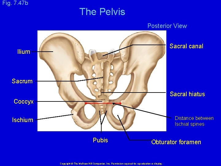 Fig. 7. 47 b The Pelvis Posterior View Sacral canal Ilium Sacral hiatus Coccyx