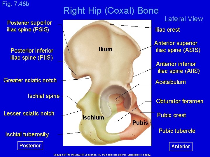 Fig. 7. 48 b Right Hip (Coxal) Bone Posterior superior iliac spine (PSIS) Lateral