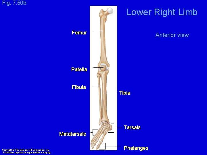 Fig. 7. 50 b Lower Right Limb Femur Anterior view Patella Fibula Tibia Tarsals