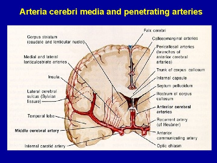 Arteria cerebri media and penetrating arteries 
