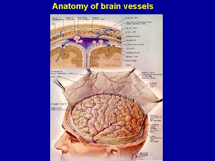 Anatomy of brain vessels 