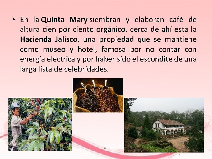  • En la Quinta Mary siembran y elaboran café de altura cien por