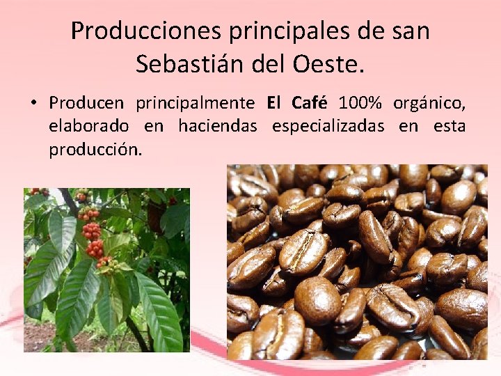 Producciones principales de san Sebastián del Oeste. • Producen principalmente El Café 100% orgánico,