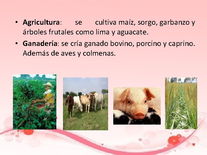  • Agricultura: se cultiva maíz, sorgo, garbanzo y árboles frutales como lima y