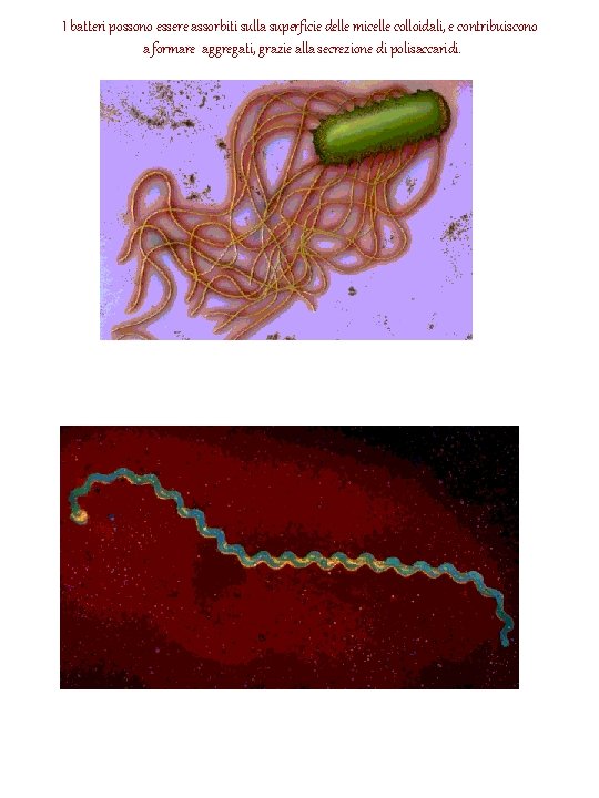 I batteri possono essere assorbiti sulla superficie delle micelle colloidali, e contribuiscono a formare