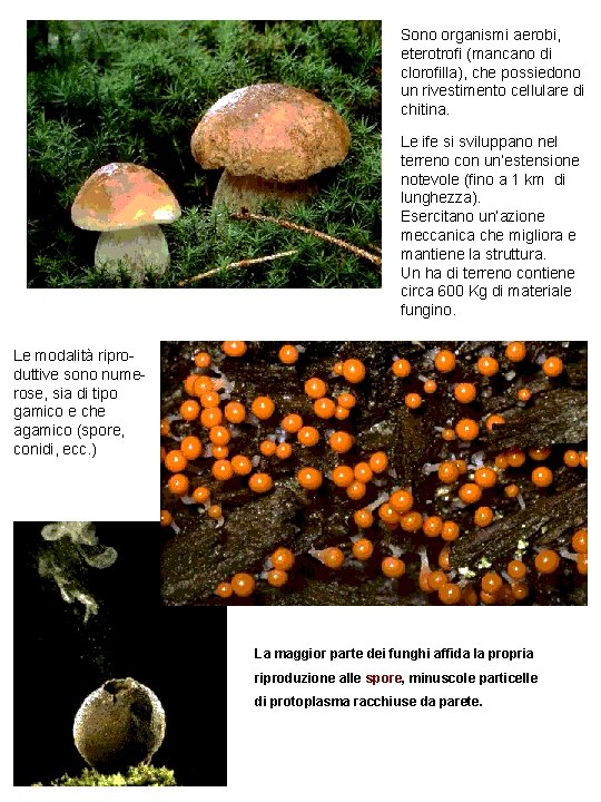 Sono organismi aerobi, eterotrofi (mancano di clorofilla), che possiedono un rivestimento cellulare di chitina.