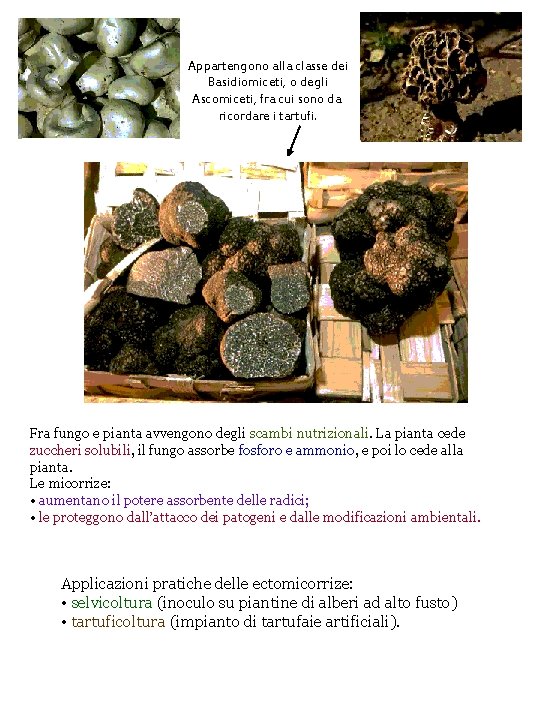 Appartengono alla classe dei Basidiomiceti, o degli Ascomiceti, fra cui sono da ricordare i
