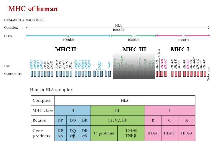 MHC of human MHC III MHC I 