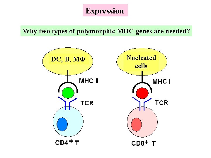 Expression Why two types of polymorphic MHC genes are needed? DC, B, MΦ Nucleated