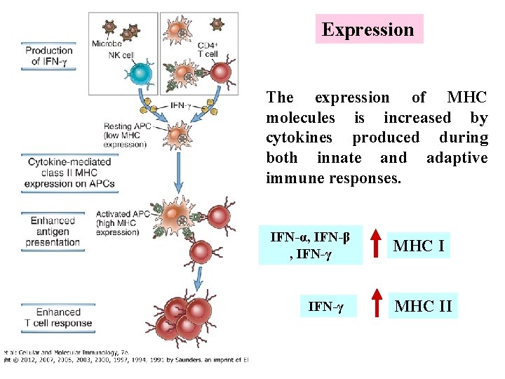 Expression The expression of MHC molecules is increased by cytokines produced during both innate