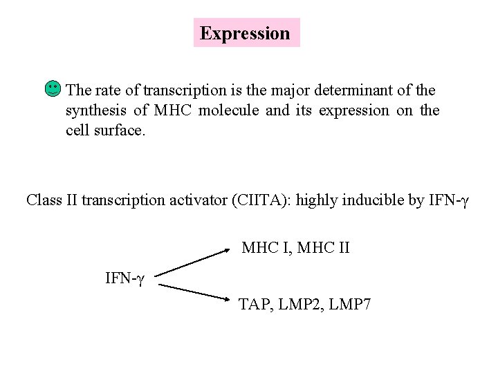 Expression The rate of transcription is the major determinant of the synthesis of MHC