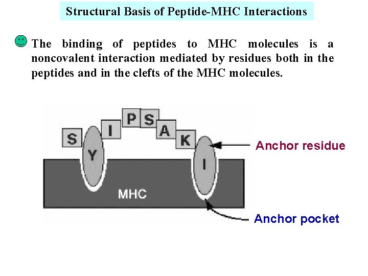 Structural Basis of Peptide-MHC Interactions The binding of peptides to MHC molecules is a