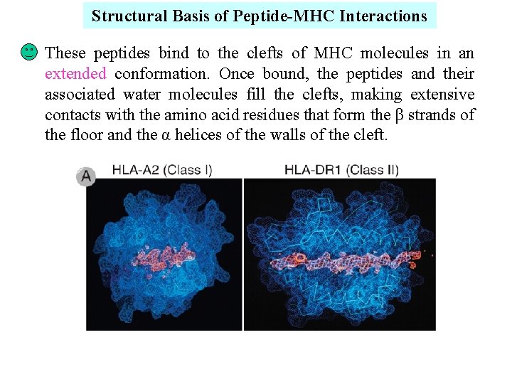 Structural Basis of Peptide-MHC Interactions These peptides bind to the clefts of MHC molecules