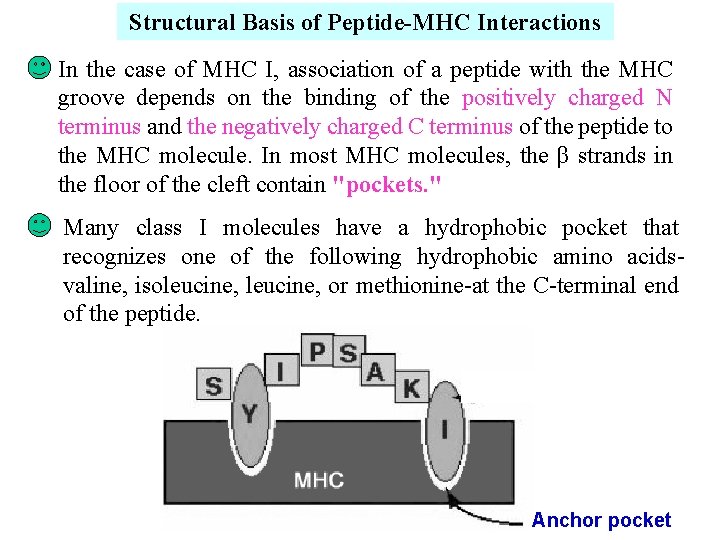 Structural Basis of Peptide-MHC Interactions In the case of MHC I, association of a