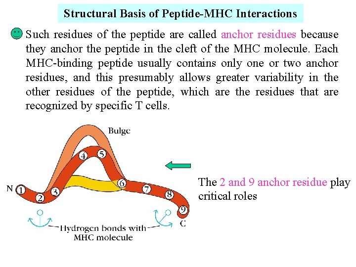 Structural Basis of Peptide-MHC Interactions Such residues of the peptide are called anchor residues