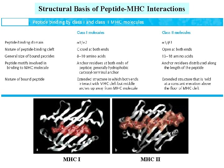 Structural Basis of Peptide-MHC Interactions MHC II 