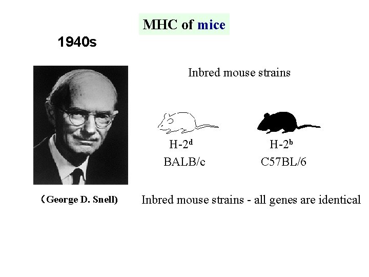 MHC of mice 1940 s Inbred mouse strains H-2 d H-2 b BALB/c C