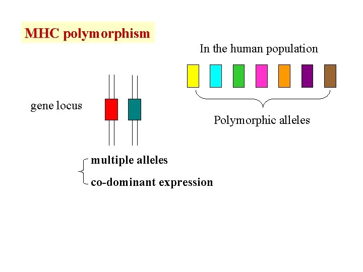 MHC polymorphism In the human population gene locus Polymorphic alleles multiple alleles co-dominant expression