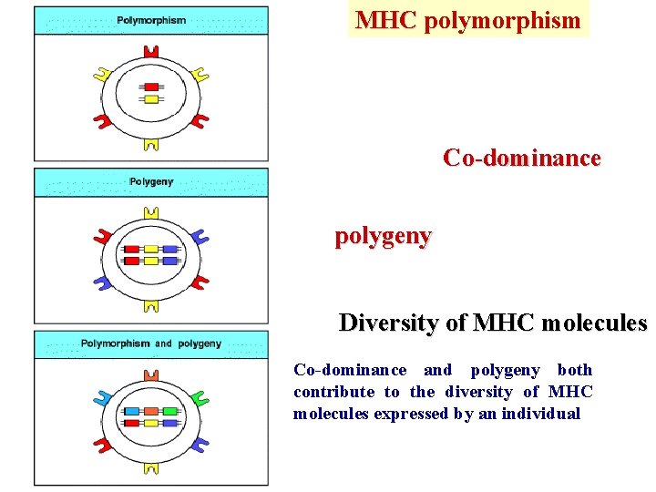 MHC polymorphism Co-dominance polygeny Diversity of MHC molecules Co-dominance and polygeny both contribute to