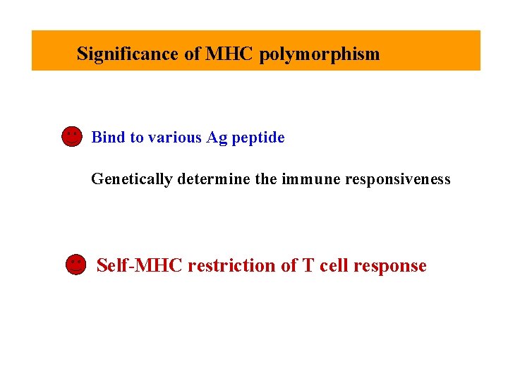 Significance of MHC polymorphism Bind to various Ag peptide Genetically determine the immune responsiveness