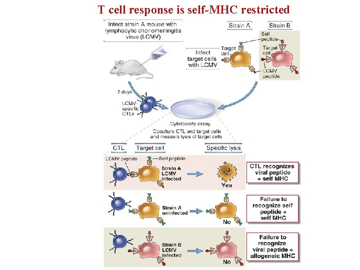 T cell response is self-MHC restricted 