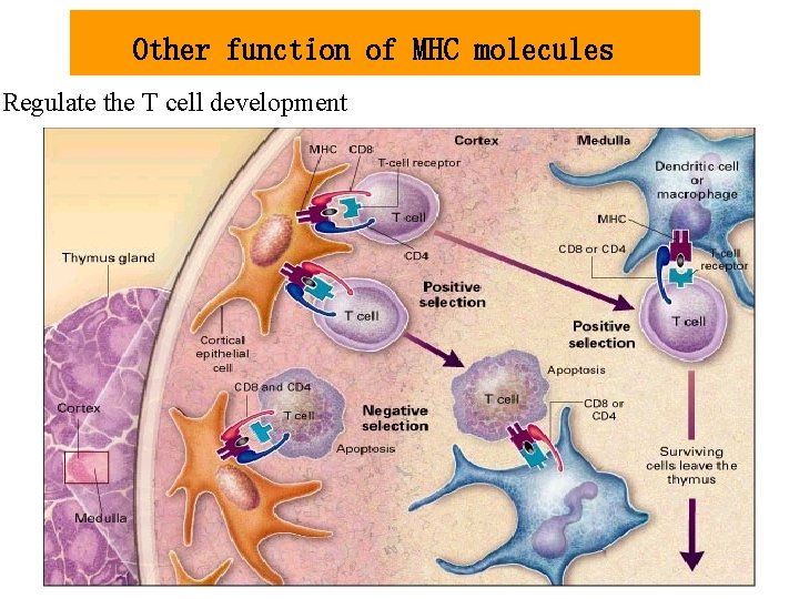 Other function of MHC molecules Regulate the T cell development 
