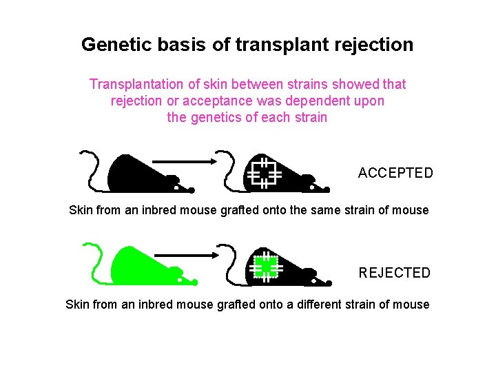 Genetic basis of transplant rejection Transplantation of skin between strains showed that rejection or