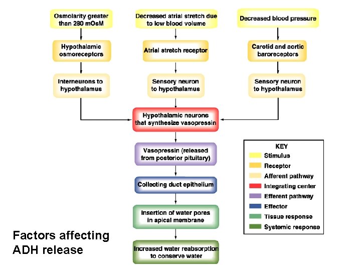 Factors affecting ADH release 