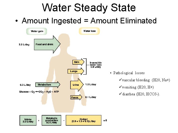 Water Steady State • Amount Ingested = Amount Eliminated • Pathological losses üvascular bleeding