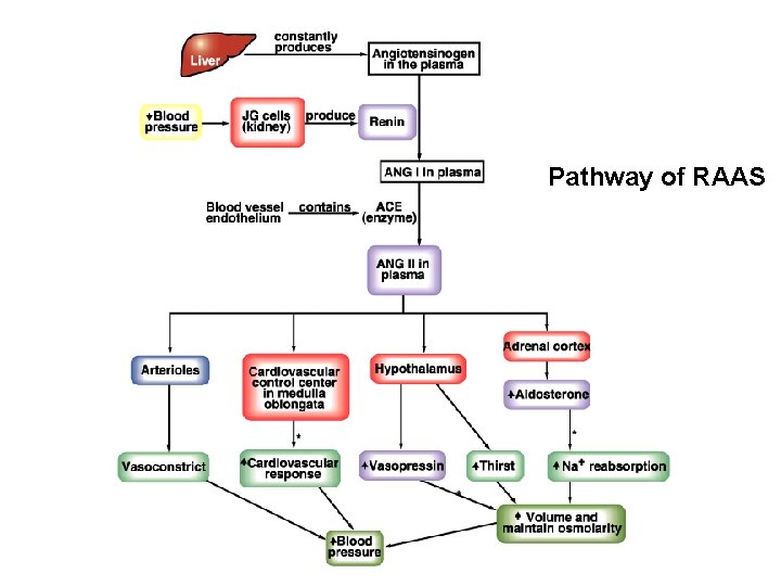 Pathway of RAAS 