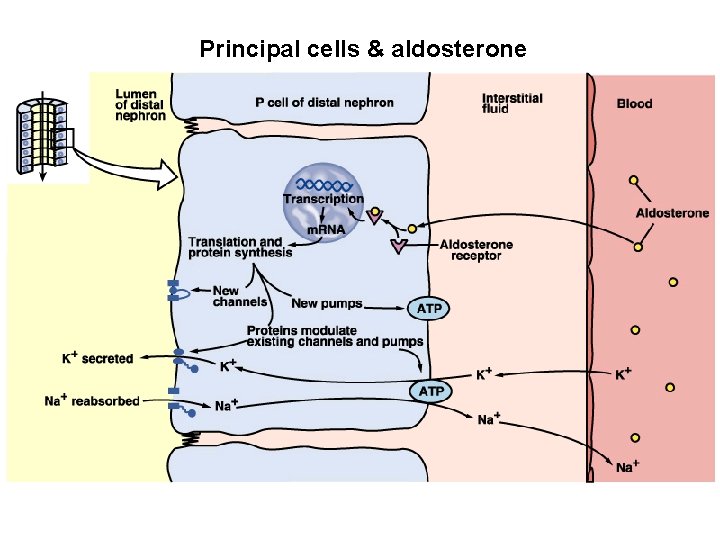 Principal cells & aldosterone 