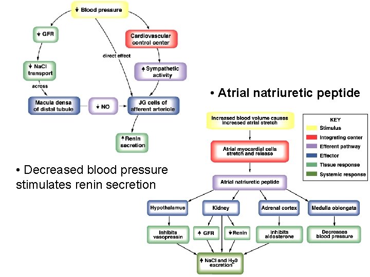  • Atrial natriuretic peptide • Decreased blood pressure stimulates renin secretion 