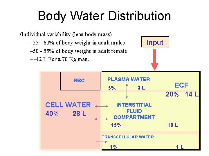 Body Water Distribution • Individual variability (lean body mass) – 55 - 60% of