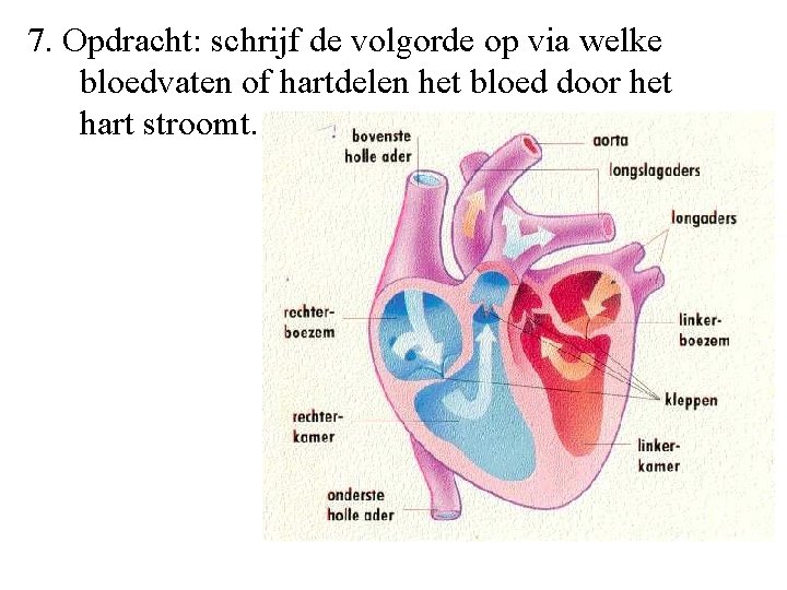 7. Opdracht: schrijf de volgorde op via welke bloedvaten of hartdelen het bloed door